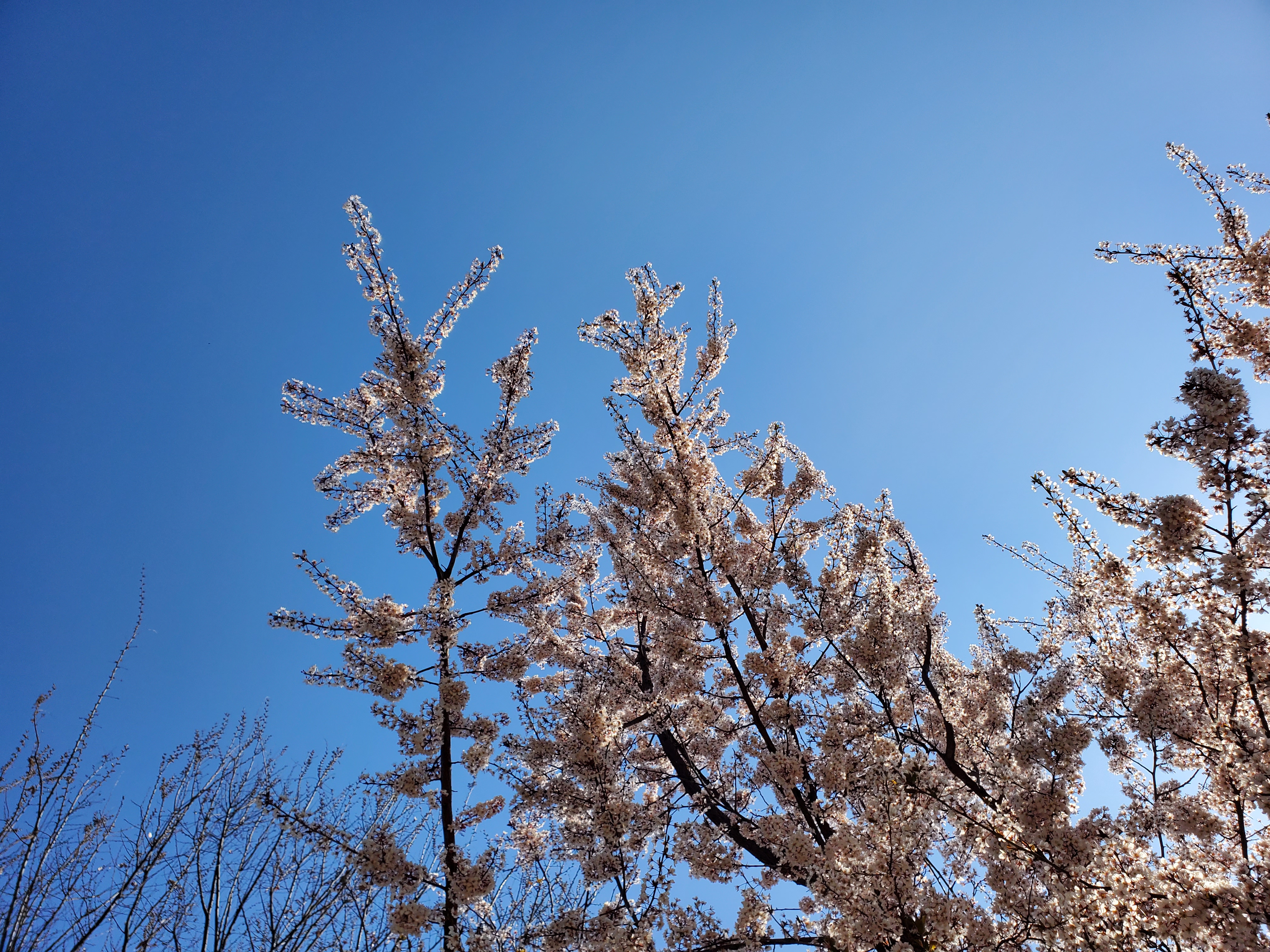 Sakura in Yokohama